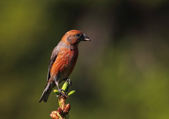 Animal