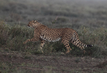 animal