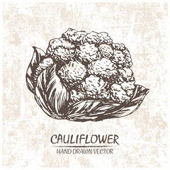 Digital vector detailed cauliflower hand drawn retro illustration collection set. Thin artistic linear pencil outline. Vintage ink flat style, engraved simple doodle sketches. Isolated objects