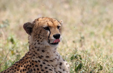 Animal