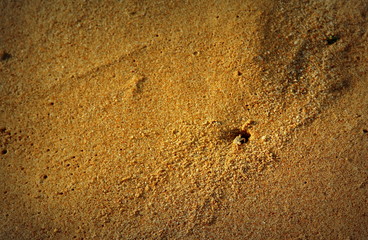 Swiftland crab at beach