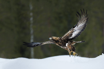 animal