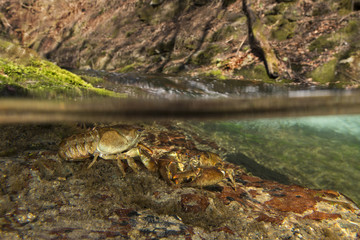 Obraz premium nature