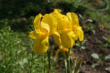 Obraz premium Yellow irises