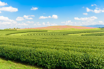 Fototapeta na wymiar Cosmos Fields and Green tea field with blue sky