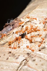 Red Ant