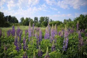 nature, flowers, field, Lupin, sun, summer, bird