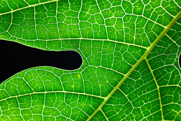 Macro View of Papaya Leaf Veins