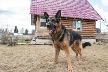 Dog german shepherd in a village