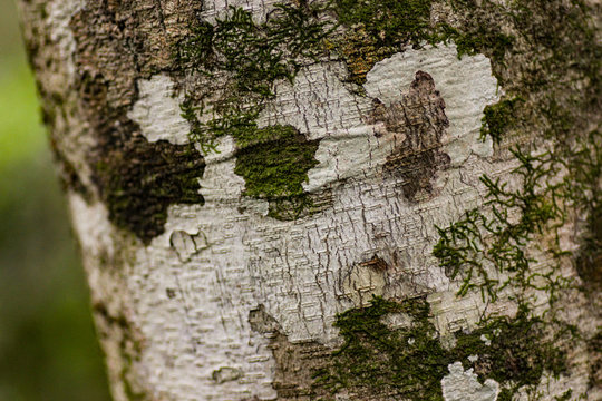 Rain Forest Tree decorated with Moss and Lichen 