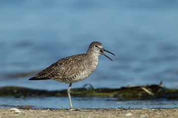 animal