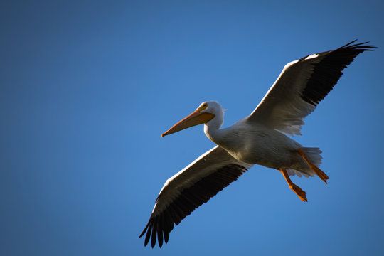American Pelican in Flight, Isolated against a Blue Sky