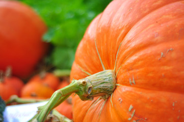 Giant pumpkin in vegetable farms.