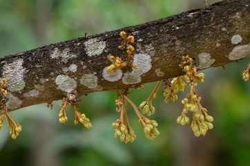 durian's flower in nature