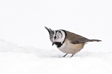 animal
