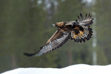 animal