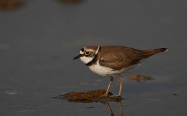 animal