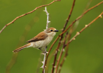 animal
