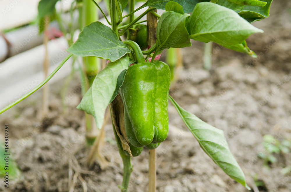 Wall mural fresh green bell peppers, paprika in garden