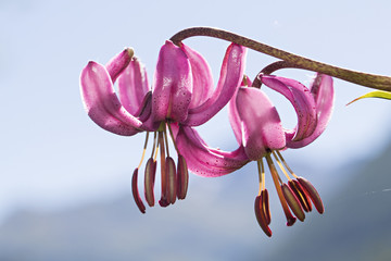 wild orchid © Fabrizio Moglia
