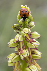 Obraz premium wild orchid