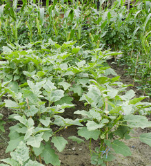 vegetable garden, Agricultural areas