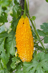 Delicious fresh bitter melon in garden