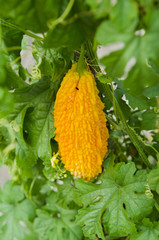 Delicious fresh bitter melon in garden