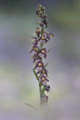 wild orchid