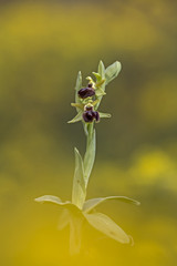orchid