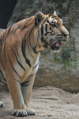 Tiger in the zoo open