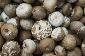 The cut Betel nut or Areca catechu was dry by the sunshine for eating.
