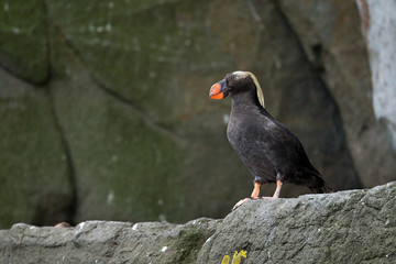 animal