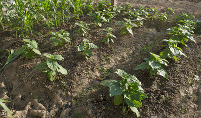 vegetable garden, Agricultural areas