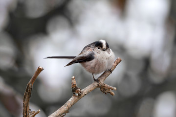 animal