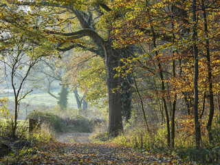 Naklejka premium Waldweg und Baum im Herbst
