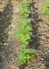 vegetable garden, Agricultural areas