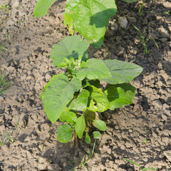 vegetable garden, Agricultural areas