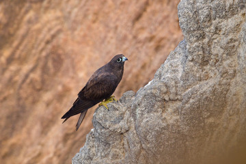 animal