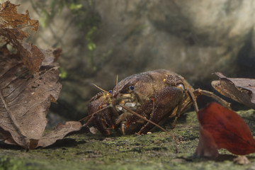 animal