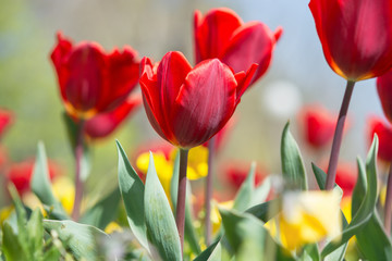 Amazing nature of red tulips under sunlight at the middle of summer or spring day landscape. Natural view of flower blooming in the garden on the blur background