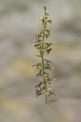 wild orchid