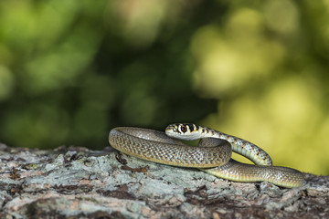 animal