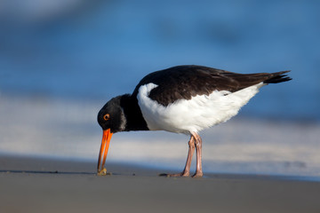 animal
