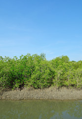 the mangrove forest in Thailand