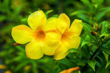 Beautiful yellow flowers Allamanda   on a green background.