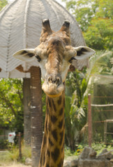 Portrait of a curious giraffe (Giraffa camelopardalis)