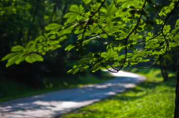 Curve of a forest road at summer in Kosutnjak, Belgrade Serbia
