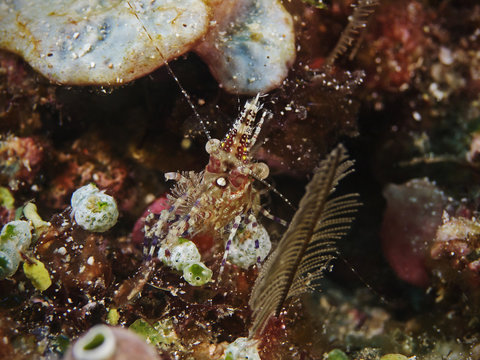 Marbled Shrimp, Marmorgarnele (Saron marmoratus)