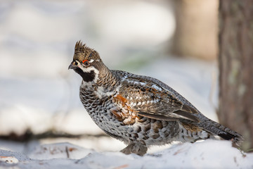 animal
